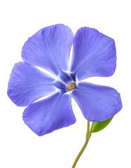 Close-up of a solitary, five-petaled, light blue flower with a small stem