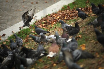 Pigeons.