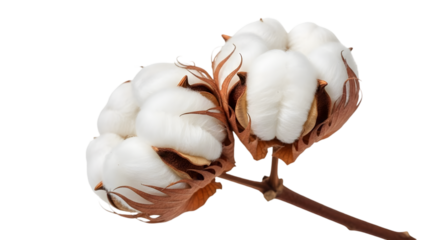 Two cotton flowers on a branch isolated on transparent background