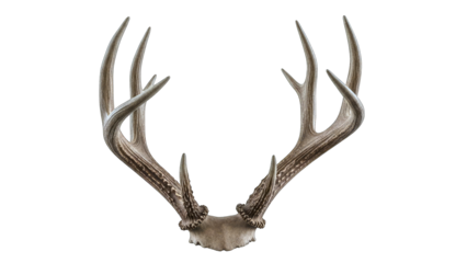 Deer Antlers Isolated on White Background