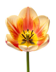 Close-up of a vibrant tulip blossom against a stark black background, showcasing its intricate details