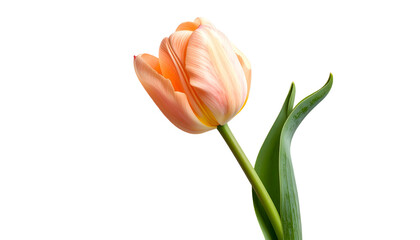 Close-up of a single tulip flower in soft peach tones, isolated against a black backdrop