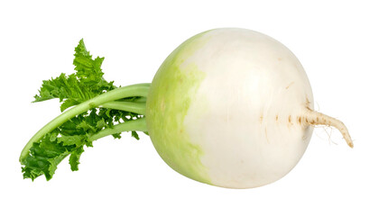 Close-up of a perfectly round white root vegetable with leafy green stems on black background