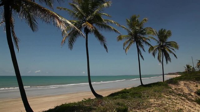 Spiaggia con palme da cocco, Brasile del Nord Est, stato del Paraiba