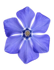 Close-up of a vibrant blue six-petaled flower, isolated against a solid black background