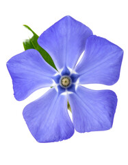 Overhead shot of a delicate, pale-blue flower, centered on a black background, bright