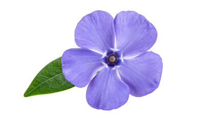 Close-up of a delicate, five-petaled, violet bloom with a single green leaf