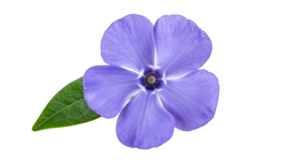 Close-up of a delicate, five-petaled, violet bloom with a single green leaf