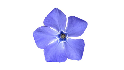Close-up of a single, vibrant, five-petaled, light-blue flower on a stark black background