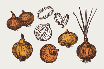 Onion sketch, set of vector illustrations, on a transparent background, hand drawn