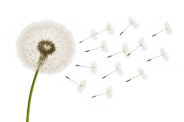 Dandelion puffball with fluffy seeds blowing in the wind, symbolizing wishes, lightness, and freedom on transparent background