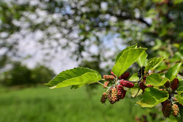 色づき始めた桑の実