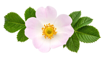 A delicate pale pink bloom with a yellow center, surrounded by vibrant green leaves