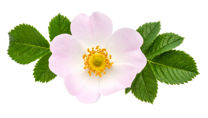 A delicate pale pink bloom with a yellow center, surrounded by vibrant green leaves
