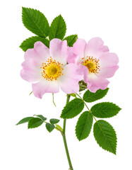 Close-up of delicate pink blossoms with yellow centers and green leaves against black