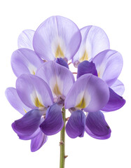 Close-up of delicate purple and white wisteria flowers on a dark background