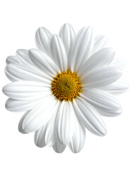 Close-up of a perfectly formed daisy, with white petals and a golden center