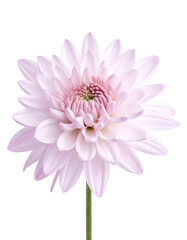 Close-up of a delicate pink flower with many layered petals against a solid black background