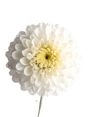 Close-up of a perfectly round, white chrysanthemum with yellow center, against black