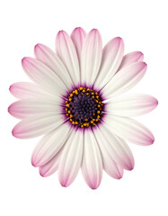 Close-up of a vibrant daisy flower with white petals, pink tips, and a purple center
