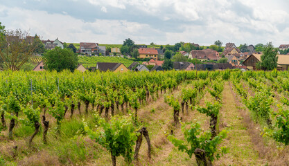 Idyllic Alsace scenery