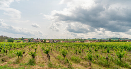 Fototapeta premium Idyllic Alsace scenery