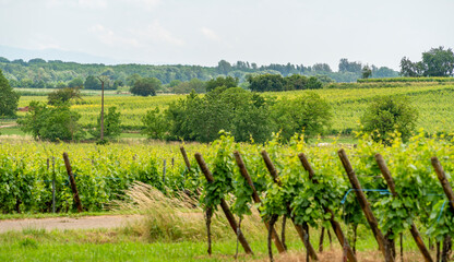 Idyllic Alsace scenery