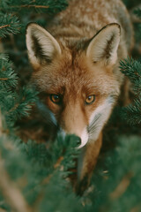 red fox in the woods