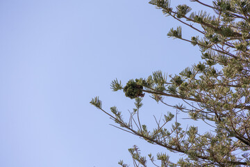 Branch of Norfolk Island pine with seed cone against clear sky, Portugal, Porto, 11 October 2025