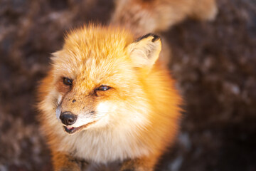 宮城蔵王キツネ村のキツネ