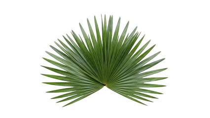 Obraz premium Fan Palm Leaf Isolated on White Background