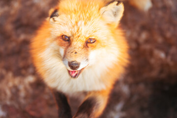 宮城蔵王キツネ村のキツネ