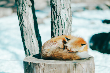宮城蔵王キツネ村のキツネ