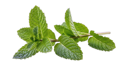 Fresh Mint Sprig Isolated on White
