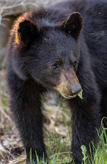 Obraz premium American black bear 