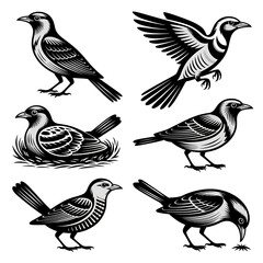 Vintage Engraving Bird and Duck Set, Detailed Black and White Wildlife Collection, Retro Drawing