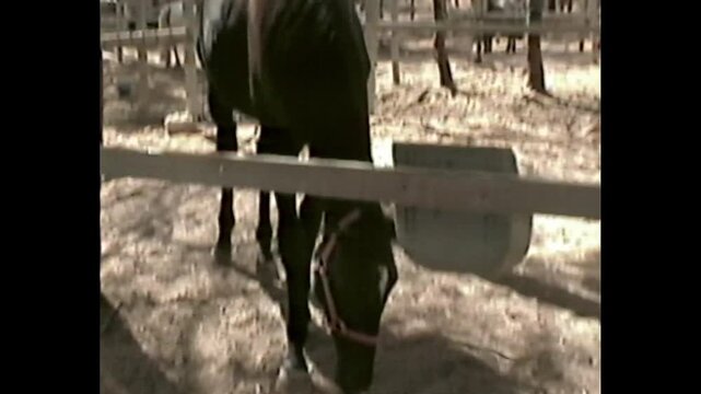 Black horse with halter eating in outdoor paddock under daylight in VHS footage