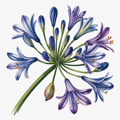 A stunning illustration of agapanthus flowers in various vibrant colors, showcasing the beauty of nature and the elegance of botanical artistry in a detailed design.