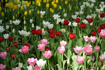 Obraz premium tulips