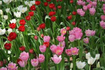 tulips