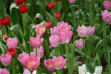 tulips