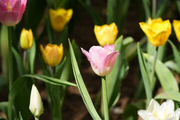 tulips