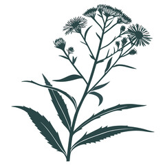 erigeron canadensis with leaves