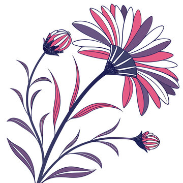 erigeron canadensis on white background 