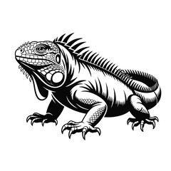 Detailed illustration of a black and white iguana on a white background