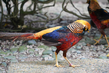 A vibrant, multicolored male pheasant with striking iridescent feathers, including yellow, red, and...