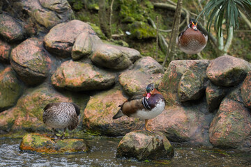 Photograph of three ducks on a rocky stream in a zoo setting. The ducks are brown and white, with one standing on a rock, another preening, and the third partially submerged.