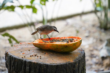 A small bird with a gray head and white belly perches on a cracked, orange bowl filled with seeds, placed on a weathered tree stump. The background features blurred green foliage and a sandy ground.