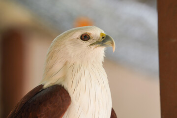 a white-backed vulture (eagle) with a red-brown body perched on a wooden beam. The bird's sharp yellow talons grip the beam, and its white head contrasts with the blurred background.