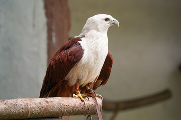 a white-backed vulture (eagle) with a red-brown body perched on a wooden beam. The bird's sharp yellow talons grip the beam, and its white head contrasts with the blurred background.